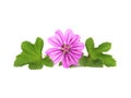 Pink flower of Mallow and green leaves Royalty Free Stock Photo