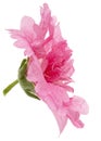 Pink flower of mallow, isolated on white background Royalty Free Stock Photo