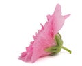 Pink flower of mallow, isolated on white background Royalty Free Stock Photo