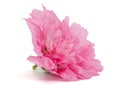 Pink flower of mallow, isolated on white background Royalty Free Stock Photo