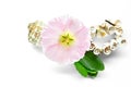 Pink flower malva with green leaves and shell and marine bracelet. Recreation, spa, relaxation Royalty Free Stock Photo