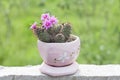 Pink flower of mamillaria cactus bloom in pot on blur nature background. Royalty Free Stock Photo