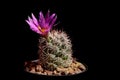 Pink flower of mammillaria cactus blooming against dark background