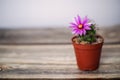 Pink flower of Mammillaria schumannii cactus in plastic pot on wood table Royalty Free Stock Photo