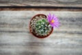 Pink flower of Mammillaria schumannii cactus in plastic pot on wood table Royalty Free Stock Photo