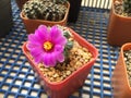 Mammillaria schumannii cactus flower Royalty Free Stock Photo