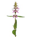 Pink flower of Marsh woundwort isolated on white, Stachys palustris Royalty Free Stock Photo