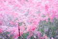 Pink flower Melinis repens with blurred background for valenti