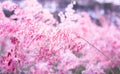 Pink flower Melinis repens with bokeh background for valentine