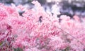 Pink flower Melinis repens with bokeh background for valentine