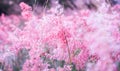 Pink flower Melinis repens with bokeh background for valentine