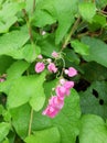 Pink flower of Mexican Creeper, Bee Bush, Bride`s tears, Coral Vine, Chain of Love, Corallita Royalty Free Stock Photo