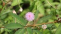 Pink flower of Mimosa pudica