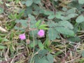 Pink flower of mimosa pudica plant Royalty Free Stock Photo