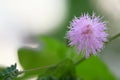 pink flower of Mimosa pudica or sensitive plant Royalty Free Stock Photo