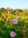 Pink flower of mimosa pudica or shame plant Royalty Free Stock Photo
