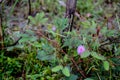 Pink flower of Mimosa pudica - The flower of shy plant or mimosa pudica, Close up of Sensitive plant or mimosa pudica plant Royalty Free Stock Photo