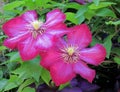 Pink flower at Mirabel garden