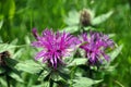 Pink flower of the Monarda horsemint Royalty Free Stock Photo