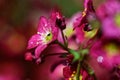 Pink flower with morning dew Royalty Free Stock Photo