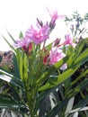 Pink flower