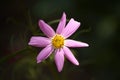 A pink flower in the morning light Royalty Free Stock Photo