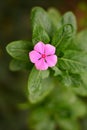 Pink flower. Royalty Free Stock Photo