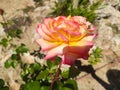 Pink flower of multicolored orange, white and pink. Madrid Park, in Spain.