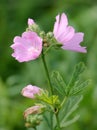 Pink flower of musk mallow or Malva moschata Royalty Free Stock Photo