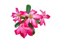 Pink flower name is Azalea flowers,Bloom is beautiful,In Bangkok Thailand,White background Royalty Free Stock Photo