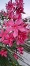 Pink flower,  nature, beautiful fflower Royalty Free Stock Photo