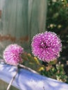 Wonderous pink wattle