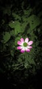 Pink flower nice background micro shot Royalty Free Stock Photo