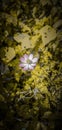 Pink flower nice background micro shot Royalty Free Stock Photo