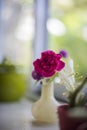 Pink flower in a nice smooth porcelain on a counter near a window with beautiful morning sunlight casts.