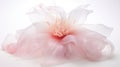 Ethereal Pink Lily Flower On White Background