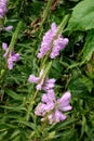Obedient plant, pretty flower pink small