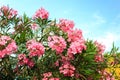 Oleander flower with Green leaf in the background and Blue sky with cloud Royalty Free Stock Photo