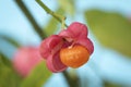 Pink Flower and orange berries from the Euonymus plant