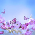 Pink flower of an Oriental cherry