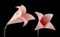 Pink Flower origami black isolated