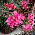 pink flower ornamental plant with the name Bougainvillea Glabra Royalty Free Stock Photo