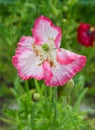 Pink flower of the ornamental poppy with water drops Royalty Free Stock Photo