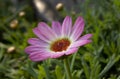 Pink flower osteospermum Royalty Free Stock Photo
