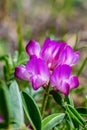 Pink flower. Oxytropis, or Astrology lat. OxÃÂ½tropis Perennial herbaceous plants