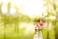 Pink flower in part of science glass flask with blur sunlight green garden in medical health wellness concept