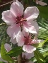 Pink Flower Peach Plant Flowers