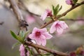 Pink flower of peach tree Royalty Free Stock Photo