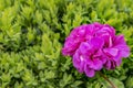 Pink Flower Pelargonia on a sunny day close up Royalty Free Stock Photo