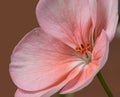 Pink flower of pelargonium, also known as geranium, or storksbill, slant side view,  on the dark pink background Royalty Free Stock Photo